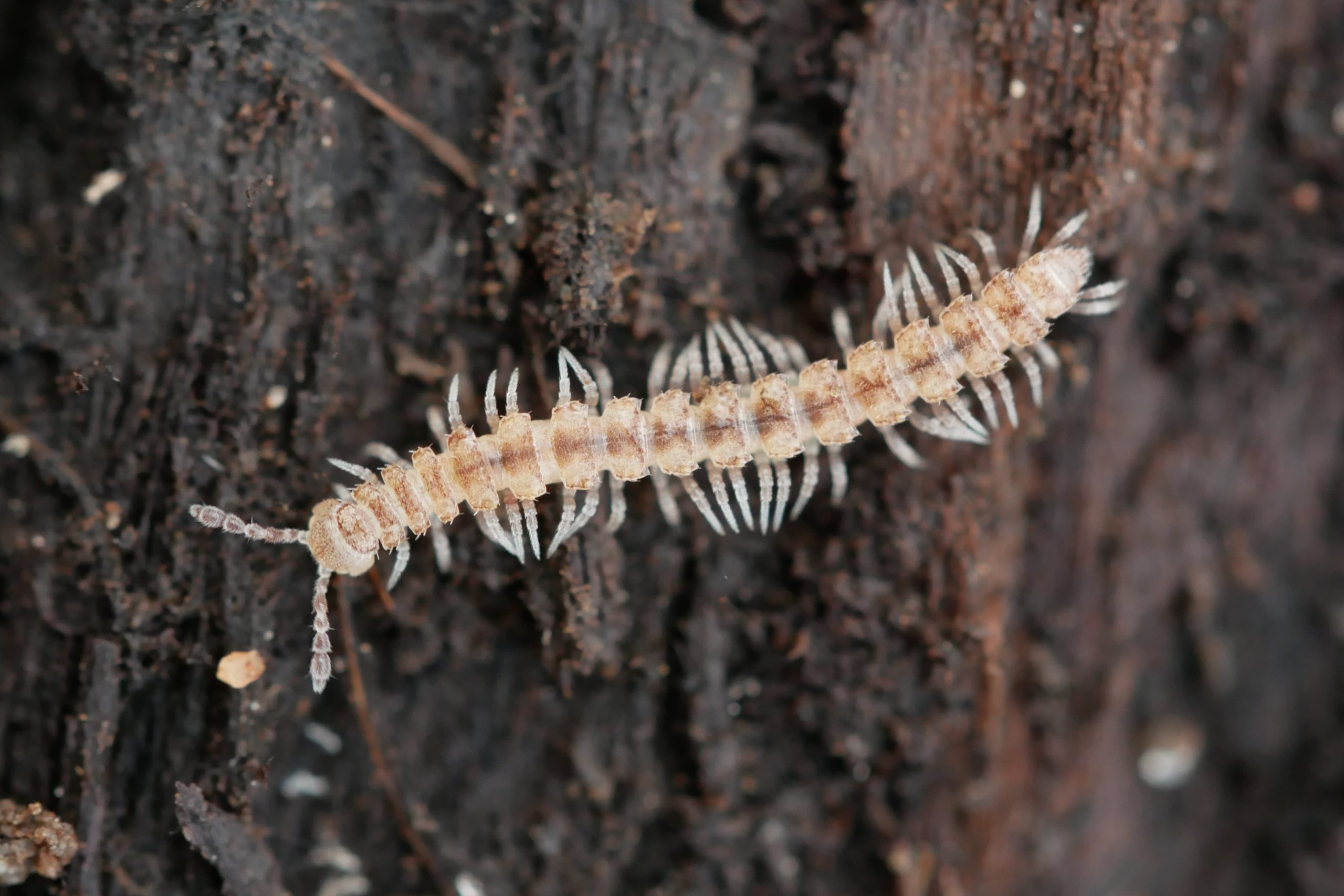 Brachydesmus superus 2