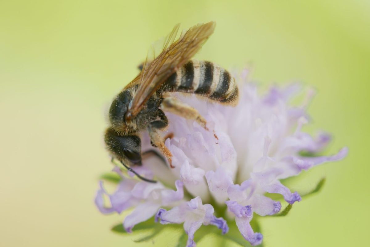 Halictus scabiosae
