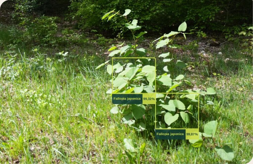 AI-beeldherkenning van planten in het veld